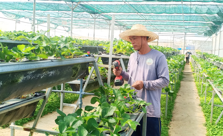 Ứng dụng khoa học kỹ thuật tiên tiến vào sản xuất nông nghiệp tại một hợp tác xã ở Phú Yên. Ảnh: PV